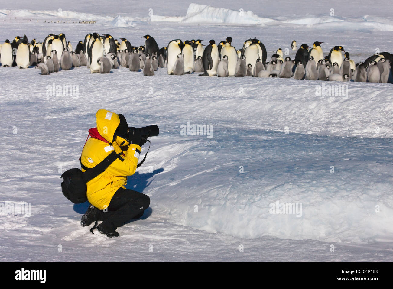 Touristen fotografieren Kaiserpinguine auf Eis, Snow Hill Island, Antarktis Stockfoto