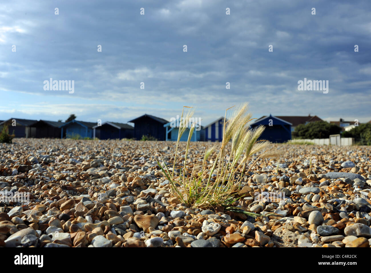 Weht die Brise am Kiesstrand am Ferring Gräser in der Nähe von Worthing West Sussex UK Stockfoto