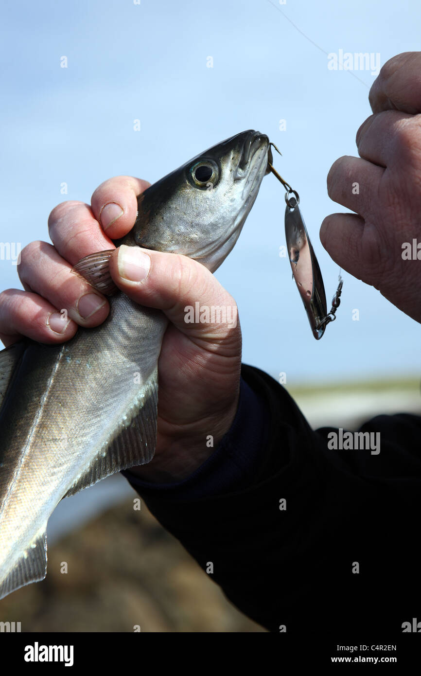 Fisch am Haken Stockfoto