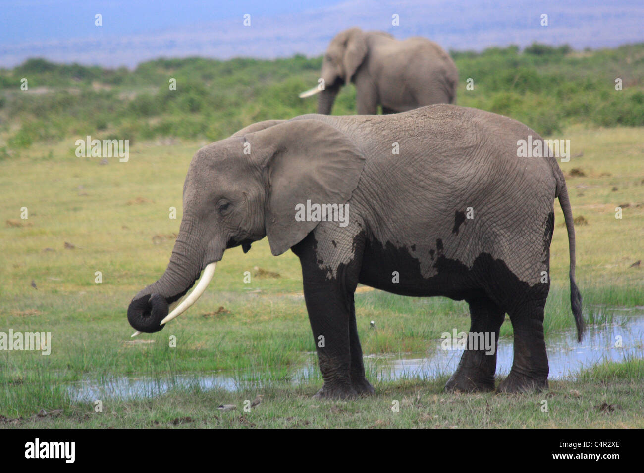 Junger Elefant Stockfoto