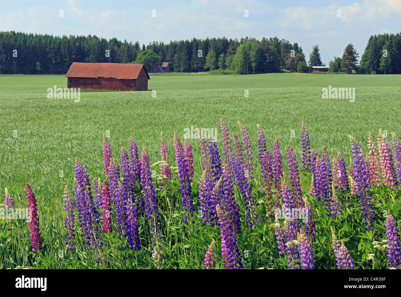 Landschaft mit Lupinen Blumen in Finnland Stockfoto