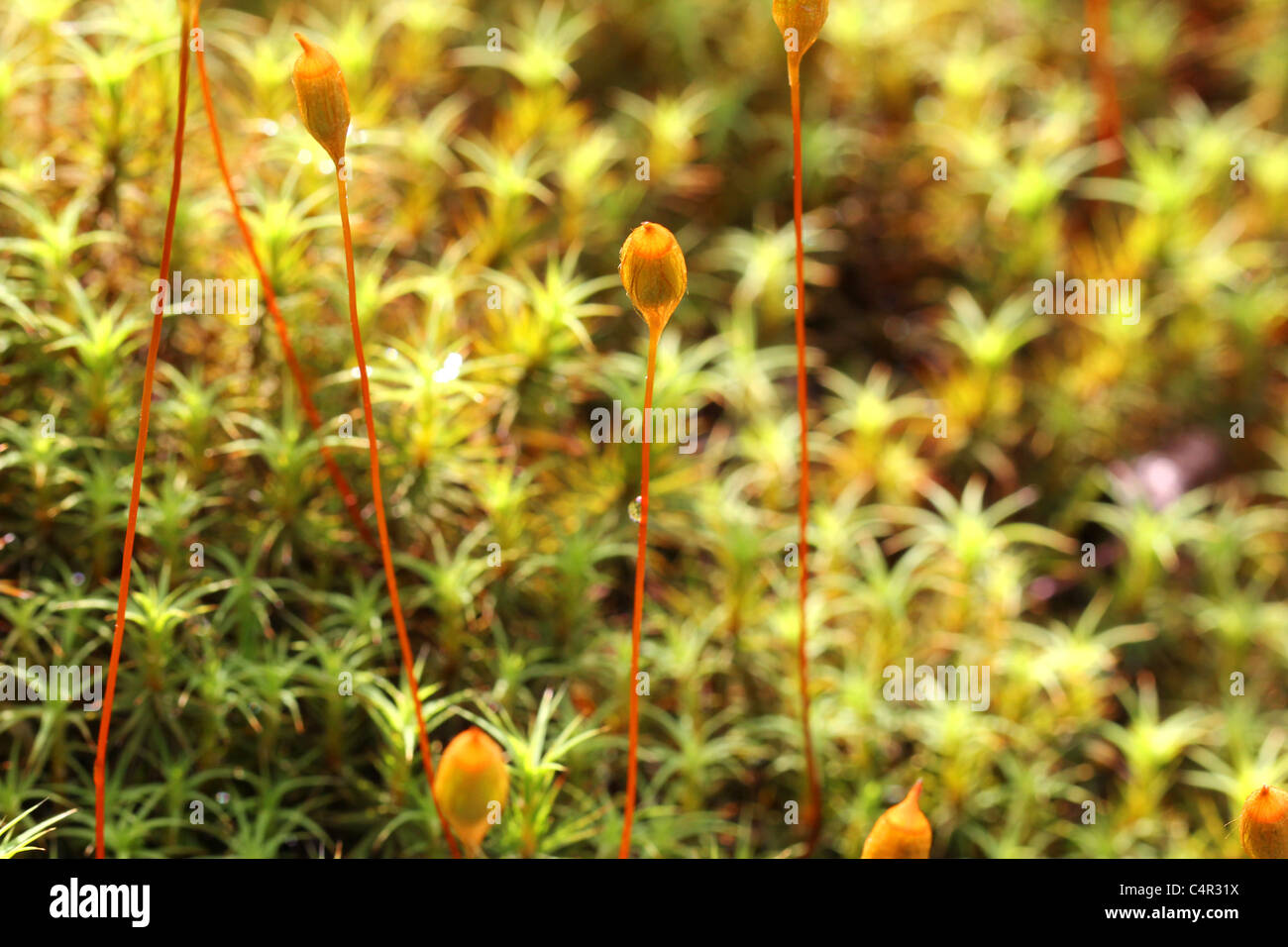 Gemeinsamen Haircap Moss (Polytrichum Commune) bei Gegenlicht, konzentrieren sich auf die Kapseln. Stockfoto