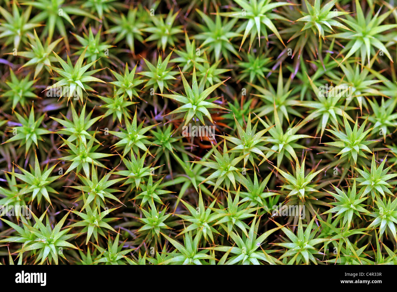 Die Stern-Muster der gemeinsamen Haircap Moss (Polytrichum Commune) oder gemeinsame Haar Moos, geeignet für Hintergründe. Stockfoto