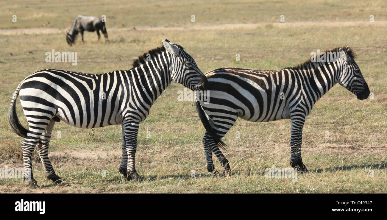 Zebra-paar vor der Paarung Stockfoto