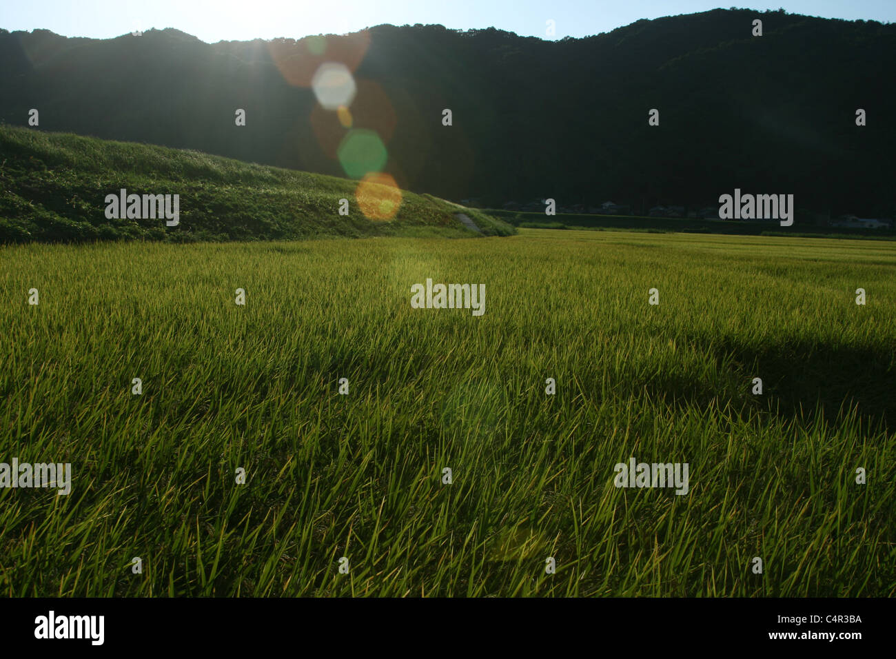 Rice Field Sonnenschein Stockfoto
