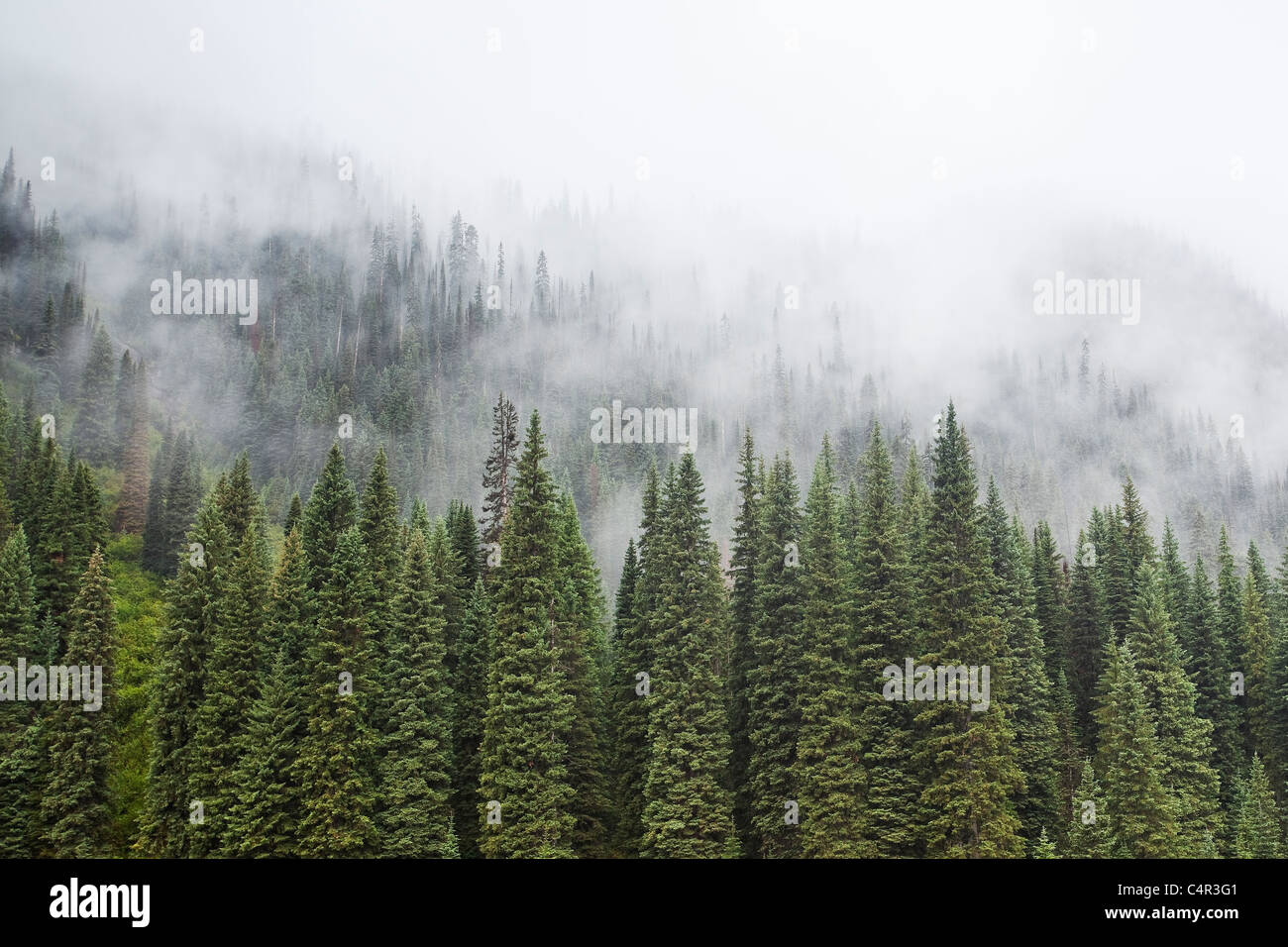 Wald der immergrüne Bäume im Nebel, Yoho-Nationalpark, b.c., Kanada Stockfoto