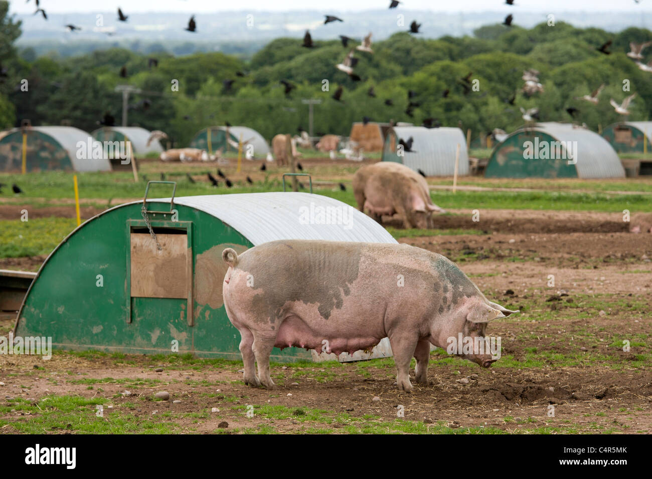 Schweine, die in Packington Schweinefarm, in der Nähe von Tamworth, Staffordshire Stockfoto