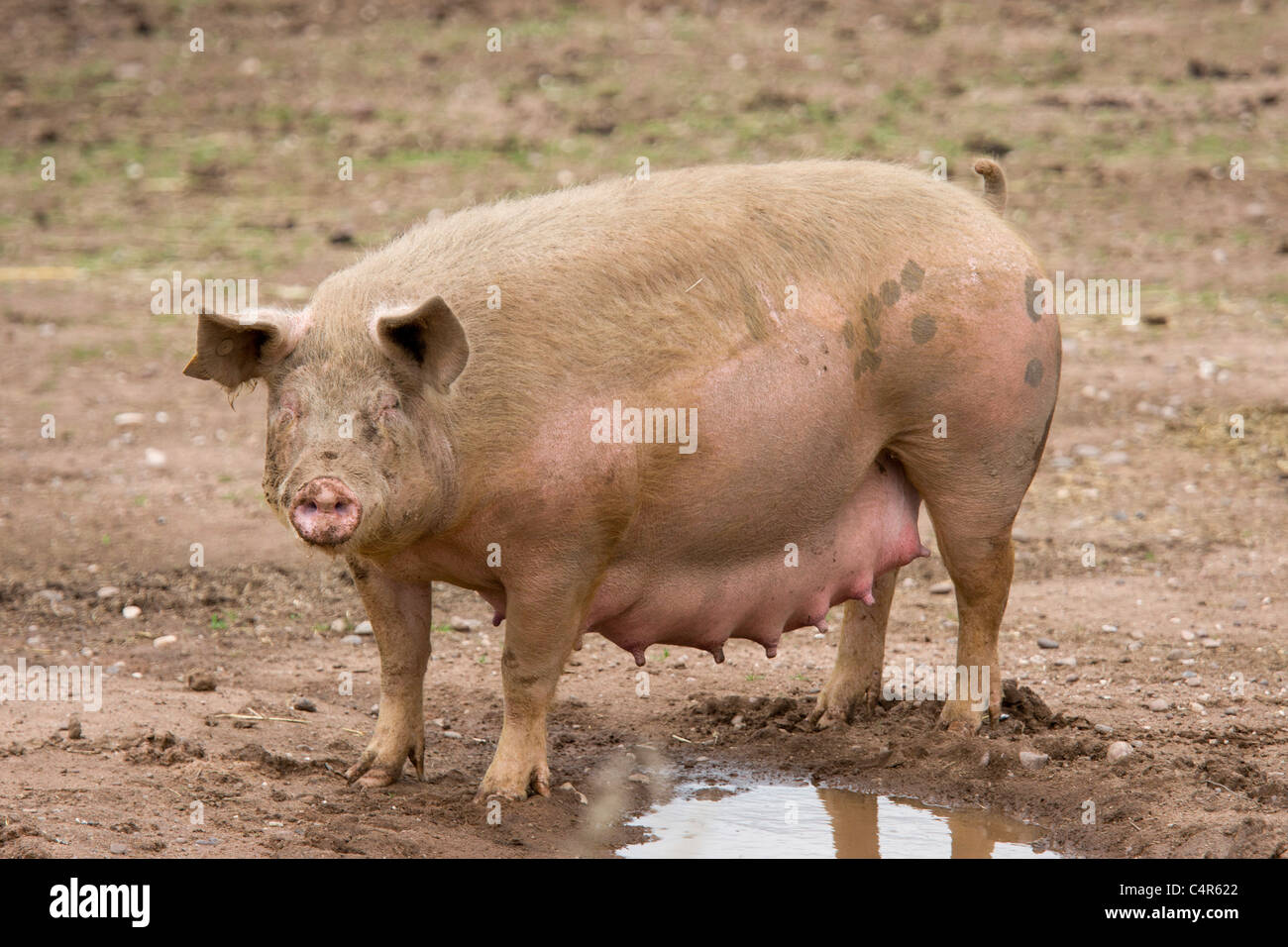 Schweine, die in Packington Schweinefarm, in der Nähe von Tamworth, Staffordshire Stockfoto