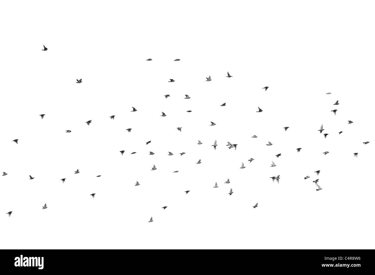 Ein Großteil der Seidenschwanz fliegen über den Himmel, isoliert auf weiss Stockfoto
