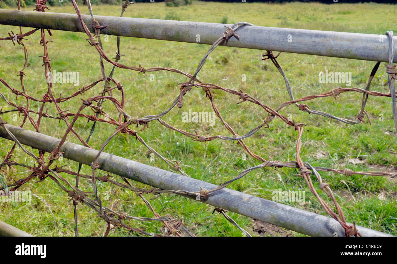 Rostiger Stacheldraht auf Metall Tor neben Grün Feld Wiese Stockfoto