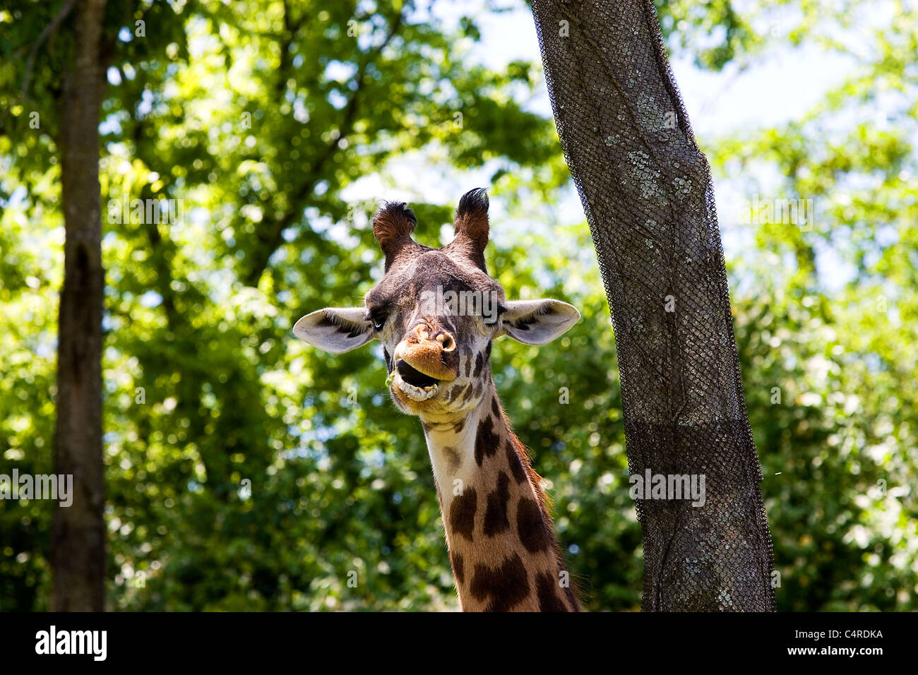 Eine Giraffe kauen, schaut in die Kamera Stockfoto