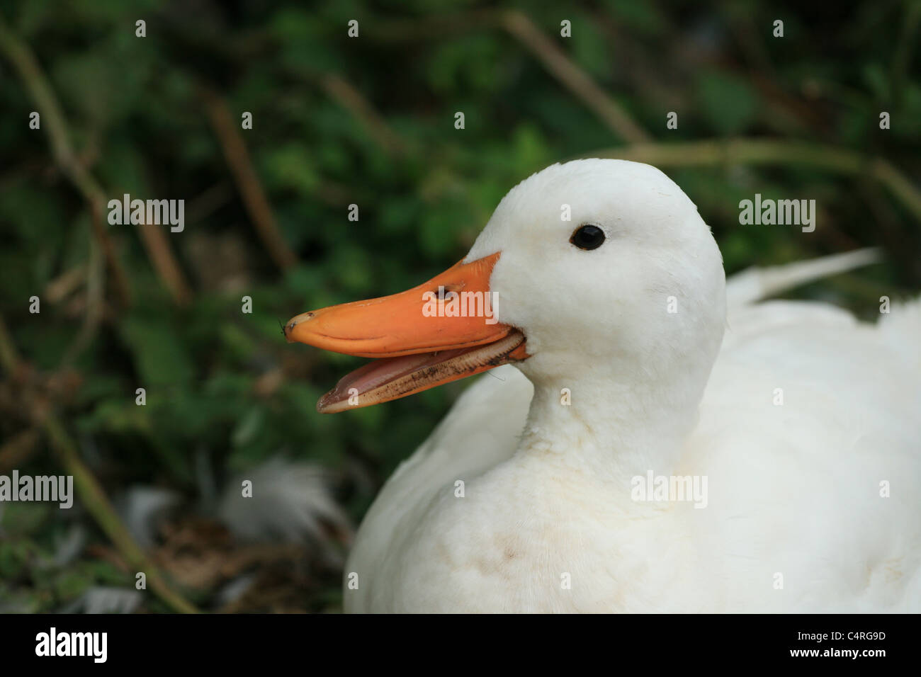 Eine weiße Ente mit teils offenen Schnabel. Stockfoto