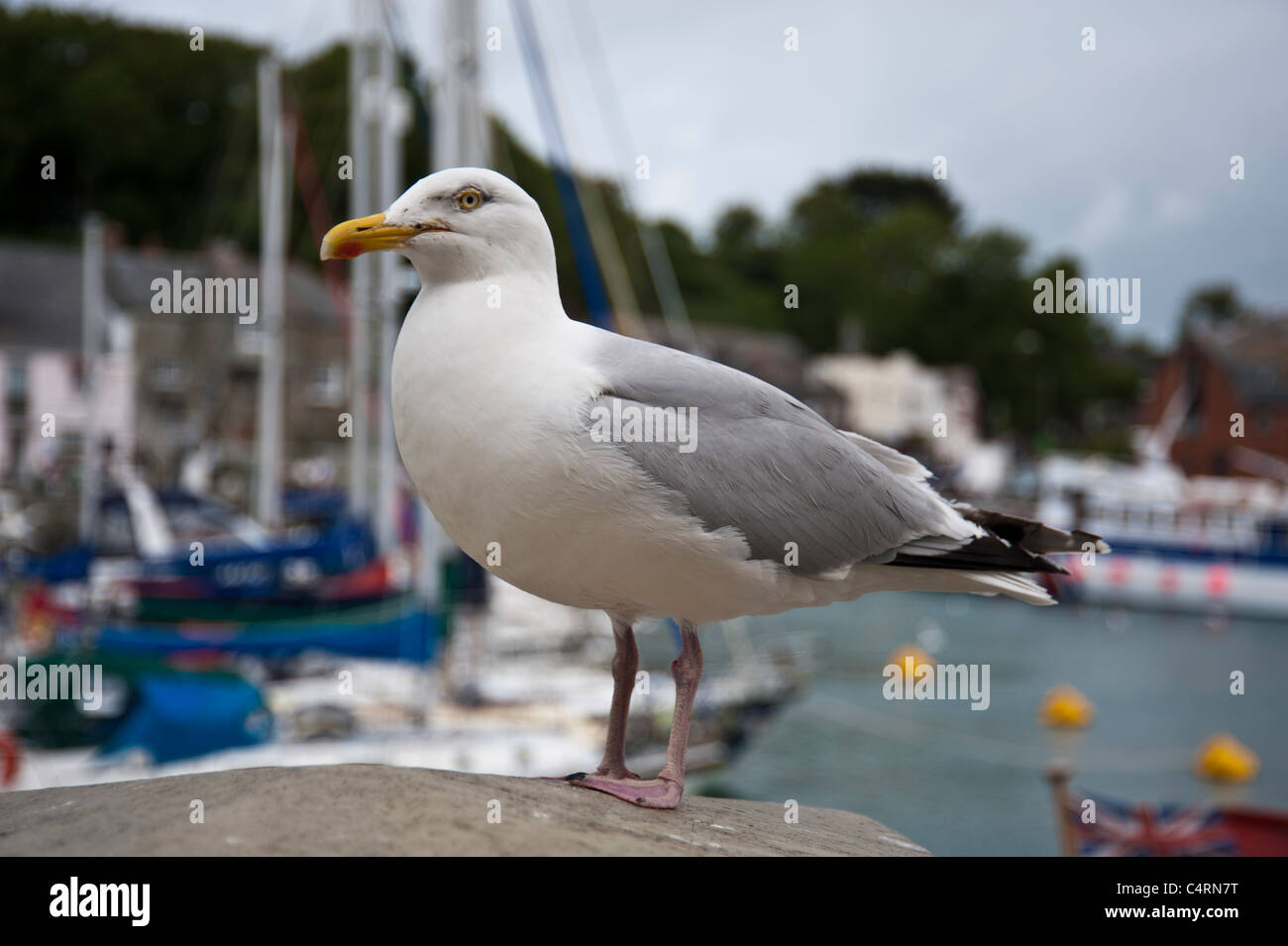 Möwe am Hafen Wand Hintergrund unscharf Stockfoto