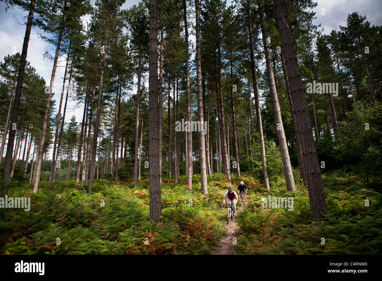 Paar Mountainbiker fahren durch den Wald auf Sherwood Kiefern Trail, Nottinghamshire, Großbritannien Stockfoto