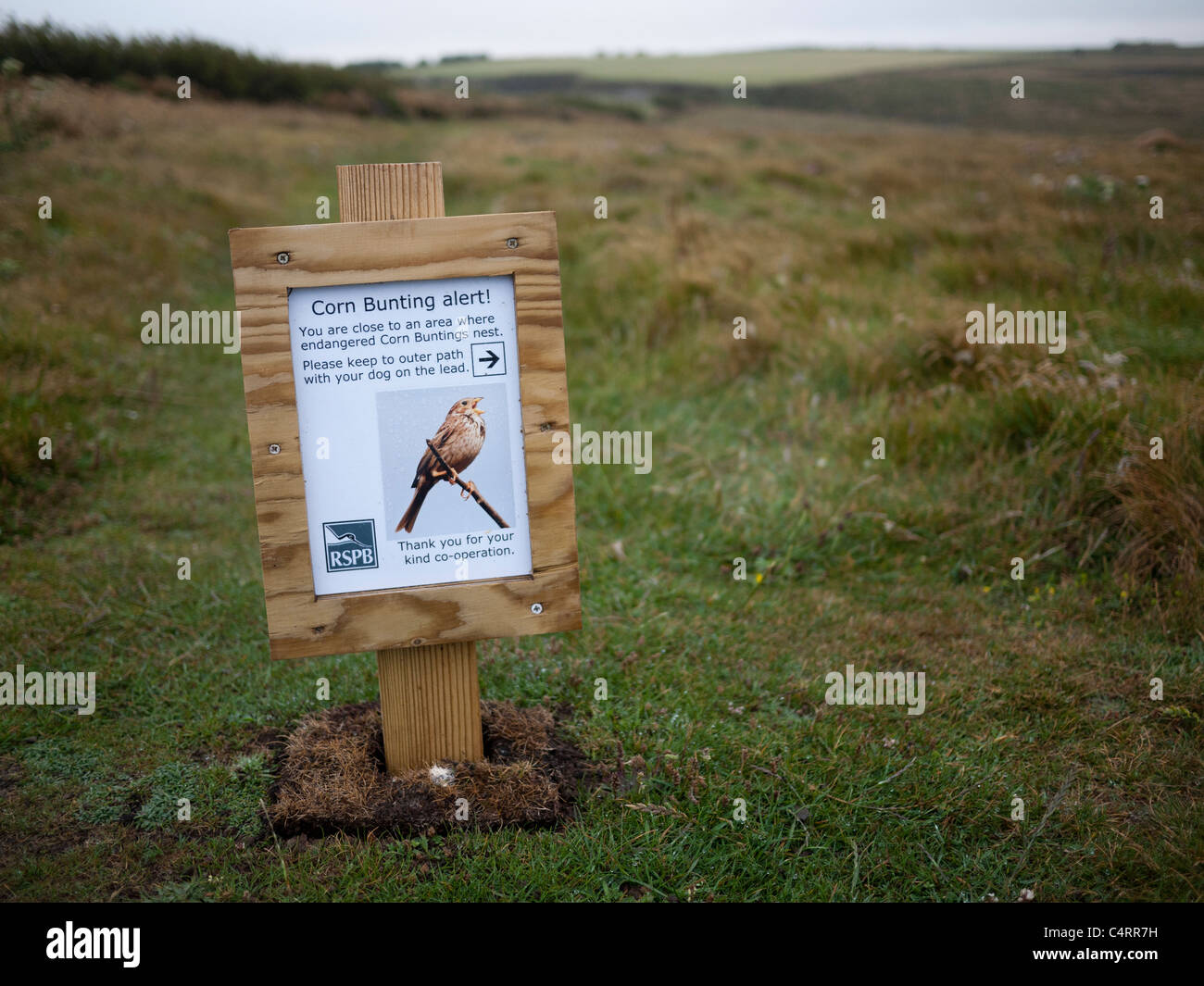 Corn Bunting Alarm Zeichen. RSPB Zeichen Achtung Wanderer vom Nistplätze in Nord Cornwall Stockfoto