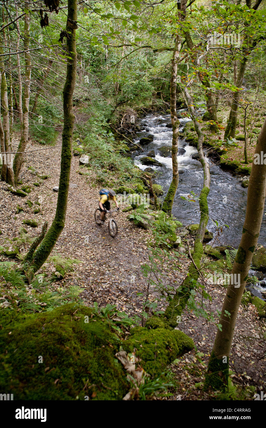 Mountainbiker reitet auf einen Waldweg an einem Fluss in Snowdonia, Wales, Vereinigtes Königreich Stockfoto