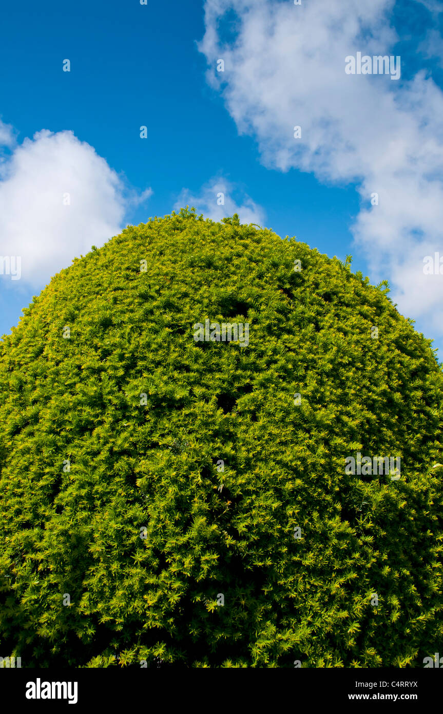 Busch, grün, blau, Himmel, abstrakt, "Raum", Hecke, Baum Stockfoto