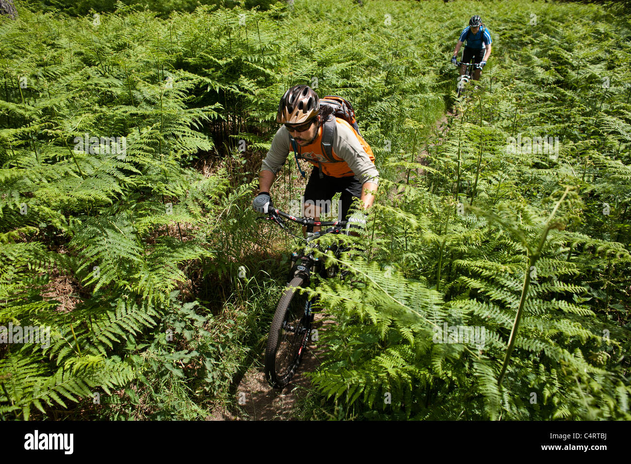 Paar Mountainbiker fahren durch Thetford Forest Park, England, Vereinigtes Königreich Stockfoto