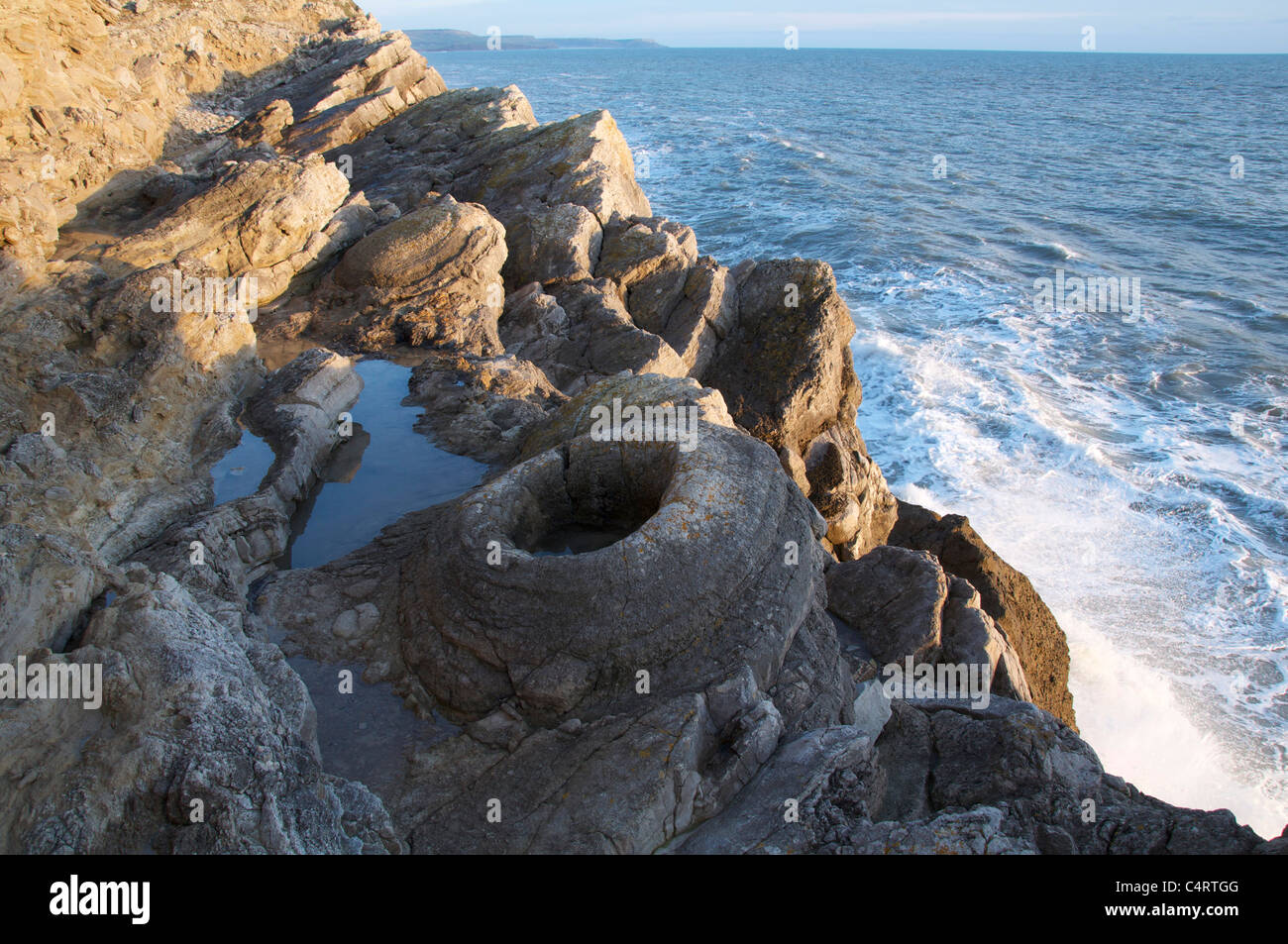 Der versteinerte Wald, Lulworth Cove, Dorset. Den Ring Formen sind die fossilen Überreste von Algen, die den alten Bäumen umgeben. Jurassic Coast, England. Stockfoto