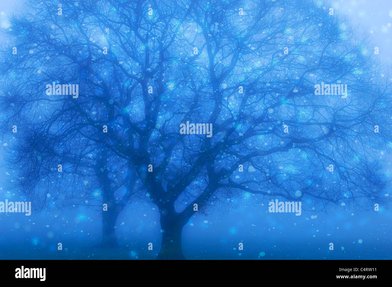 Blaue Bäume, Winter, Schnee, Nebel, Nebel, abstrakt, Dämmerung, Dunkelheit, Nacht, Stockfoto