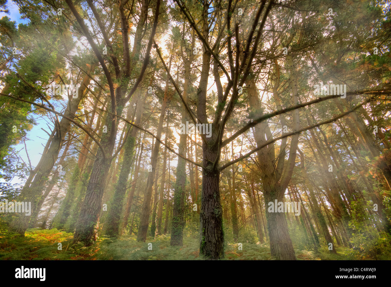 Nebel, Wald, Bäume Stockfoto
