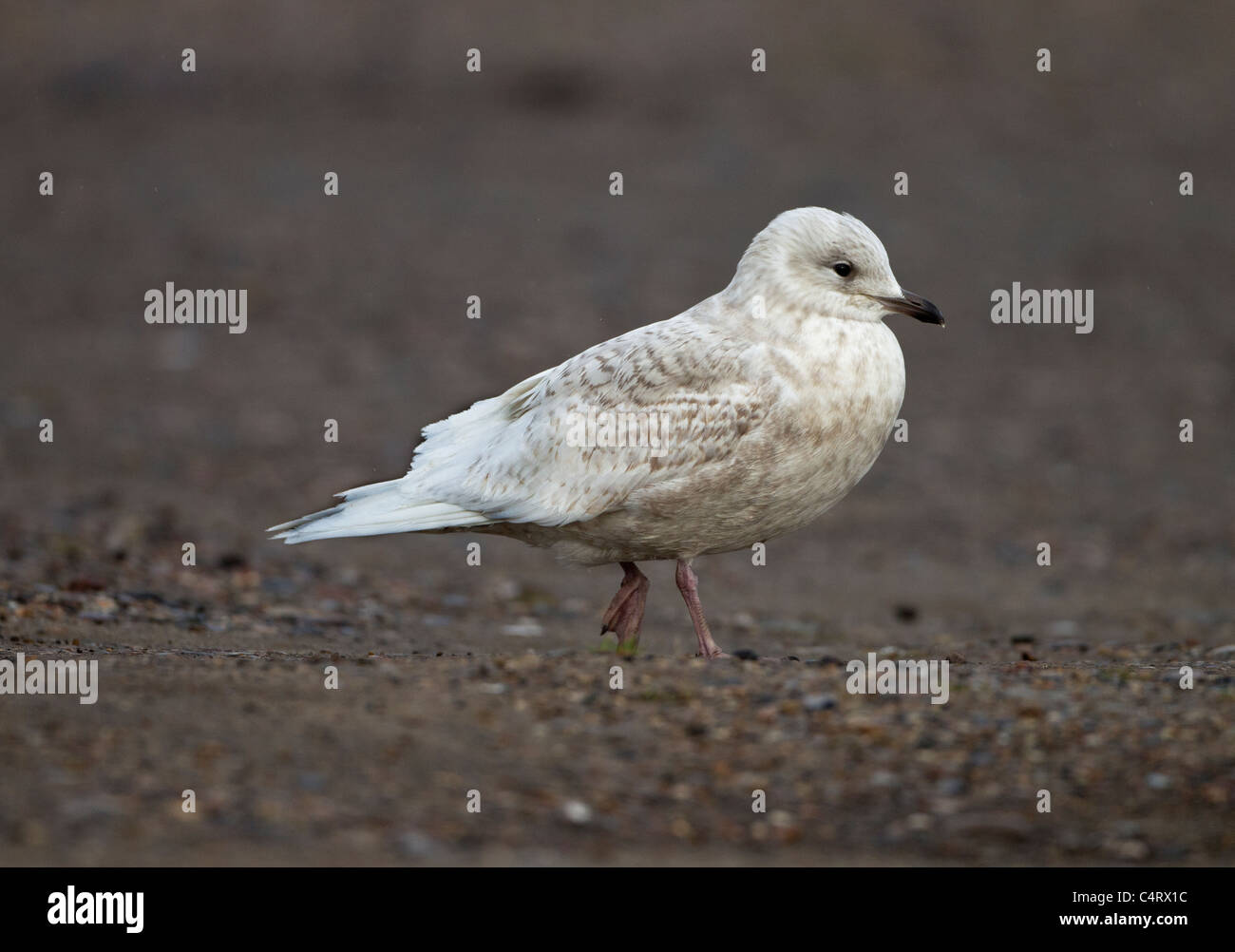 Island Gull Larus Glaucoides 2. Winter Vagrant Lowestoft Suffolk Februar Stockfoto