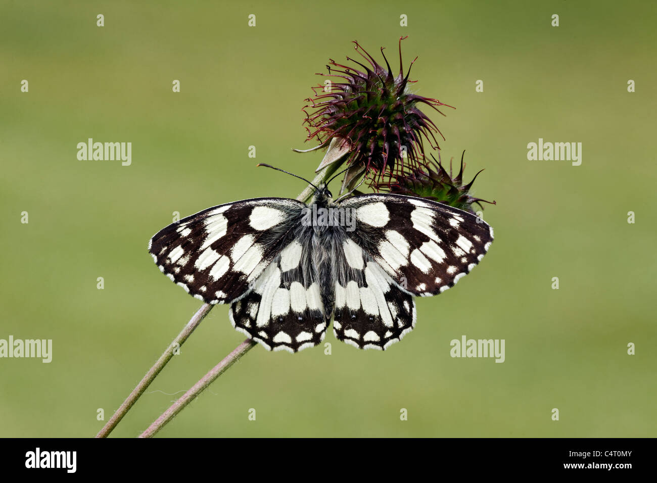 Schachbrettfalter, Melanargia Galathea, einzelne Insekt, Midlands, Juni 2011 Stockfoto