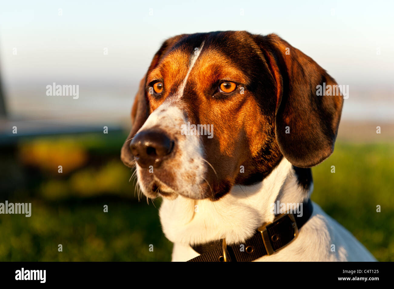 hills id hund