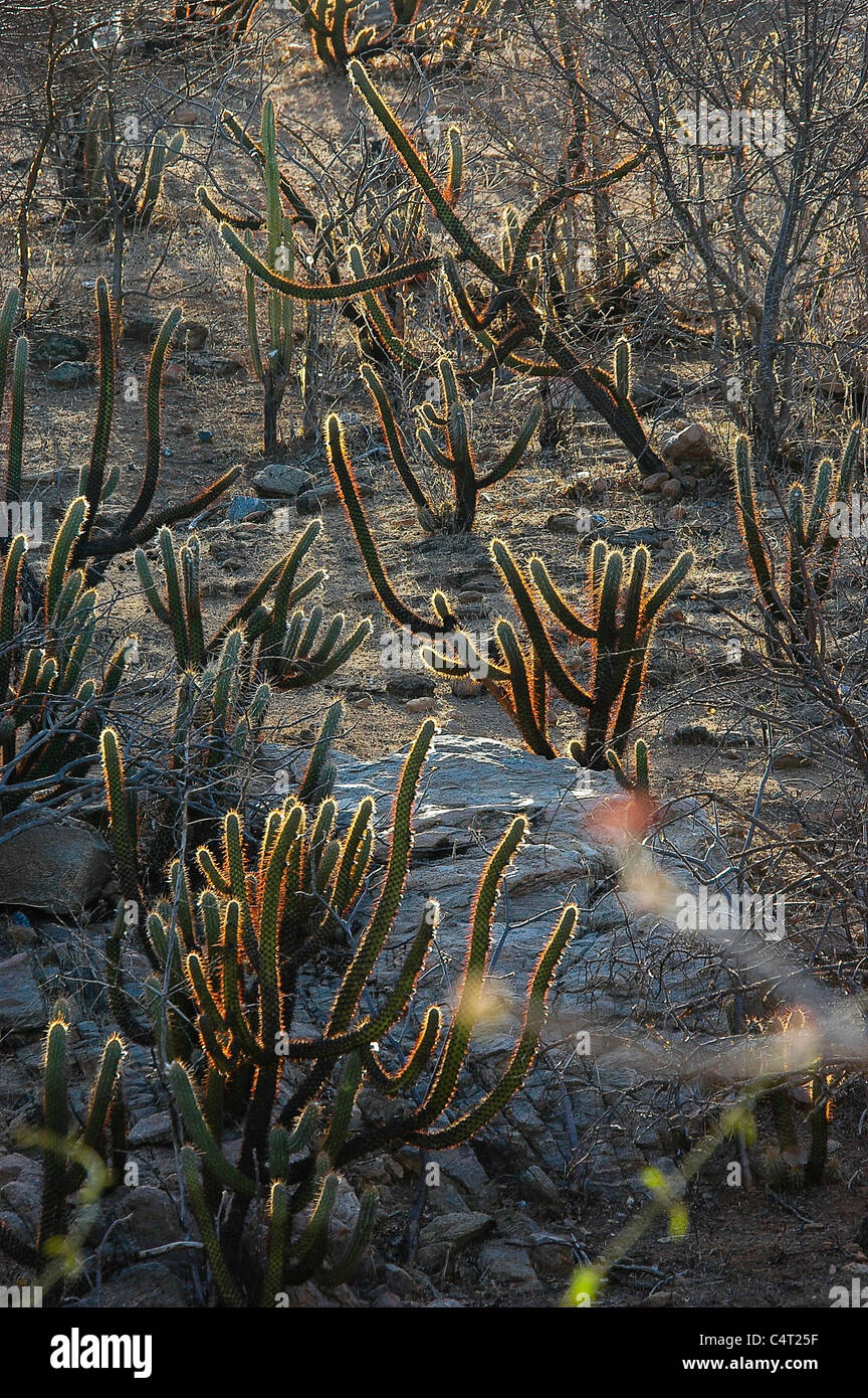 Kaktus-Vegetation, brasilianischen semiariden Region, Caatinga Ökosystem, Sertão, nordöstlichen Nordeste Brasilien Stockfoto