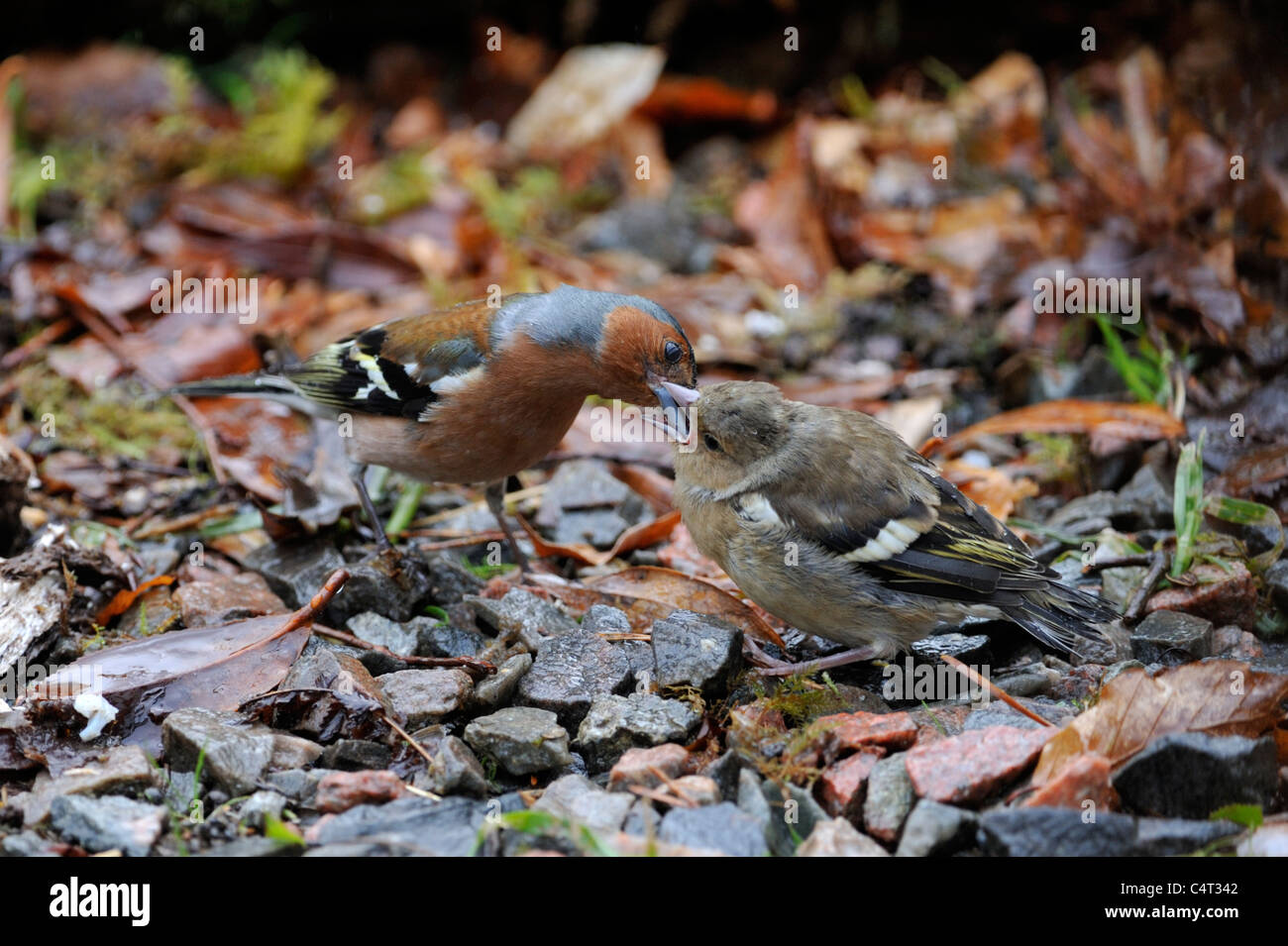 Gemeinsamen Buchfinken (Fringilla Coelebs) Stockfoto