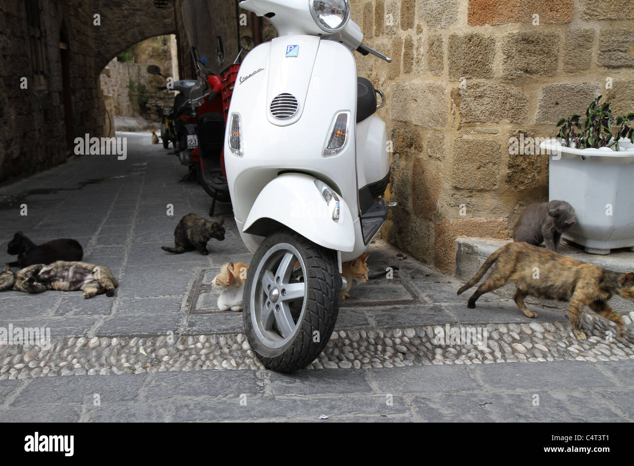 Katzen, die herumliegen in Rhodos, Griechenland Stockfoto