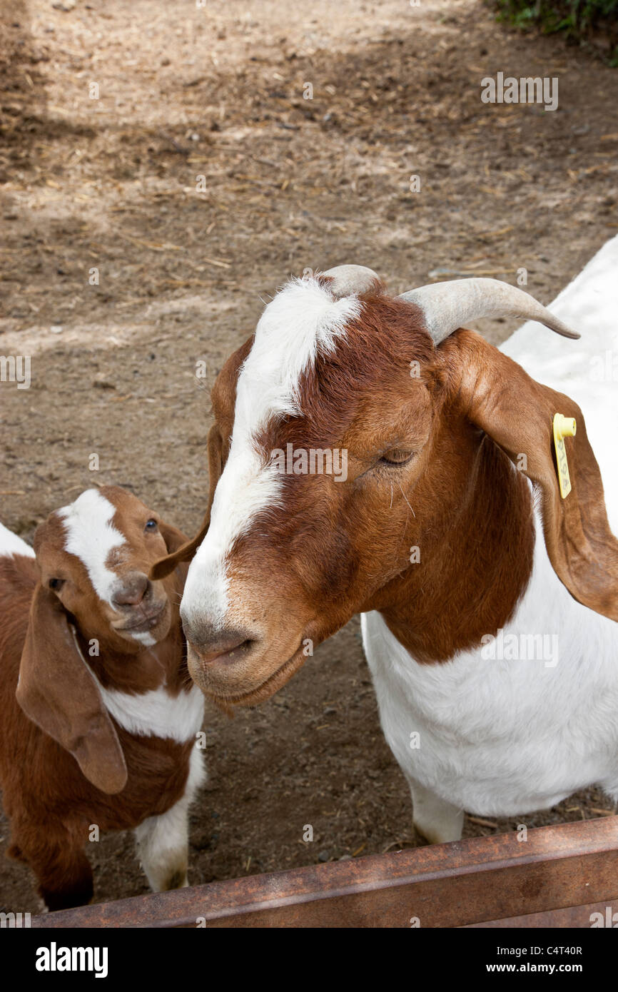 Ziegen "Boer" Mutter mit Kind Stockfoto