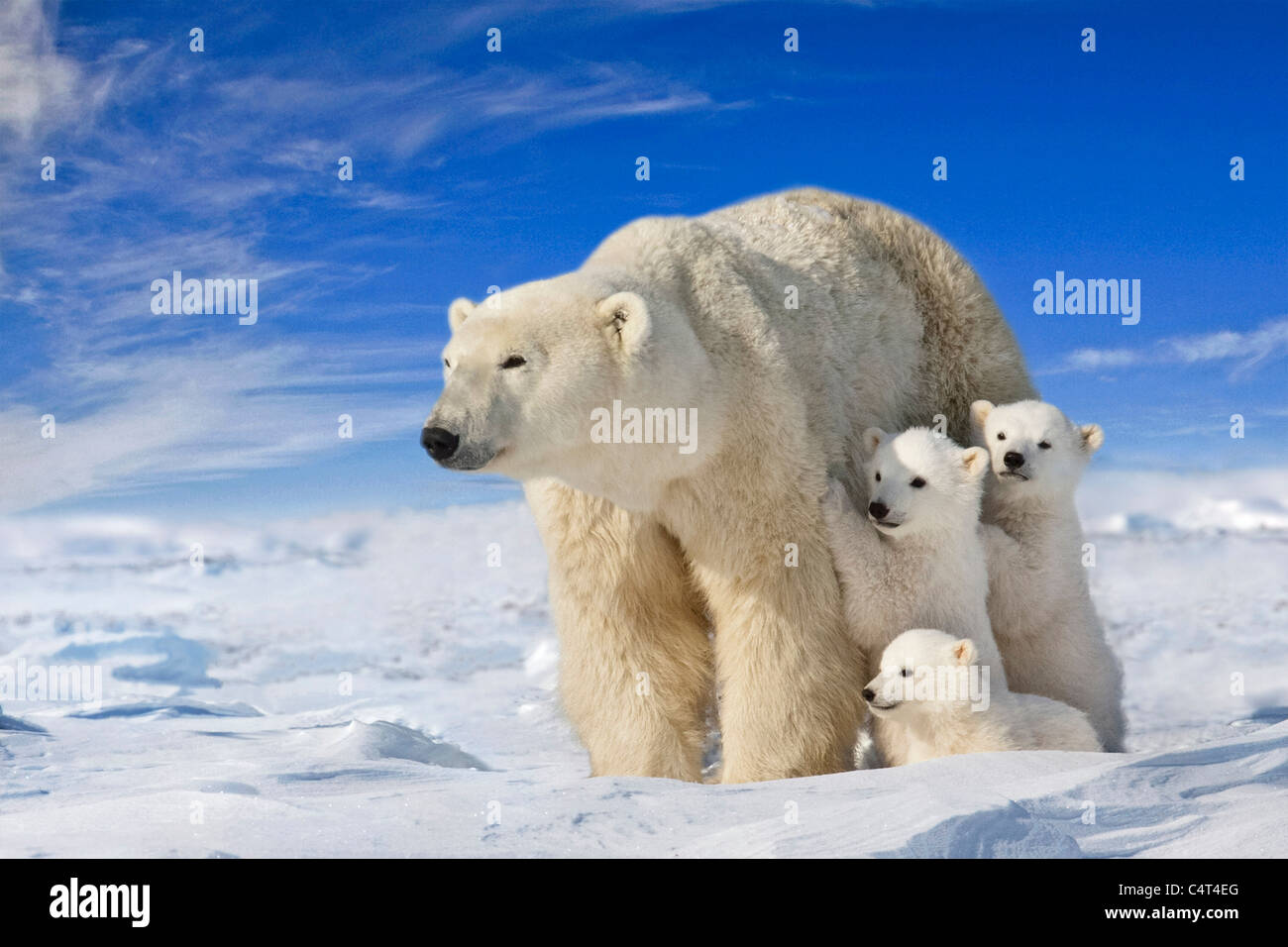 Ansicht der Eisbär Sau mit ihren jungen Triplett auf der Wind fegte Ebenen des Wapusk-Nationalpark, Manitoba, Kanada COMPOSITE Stockfoto