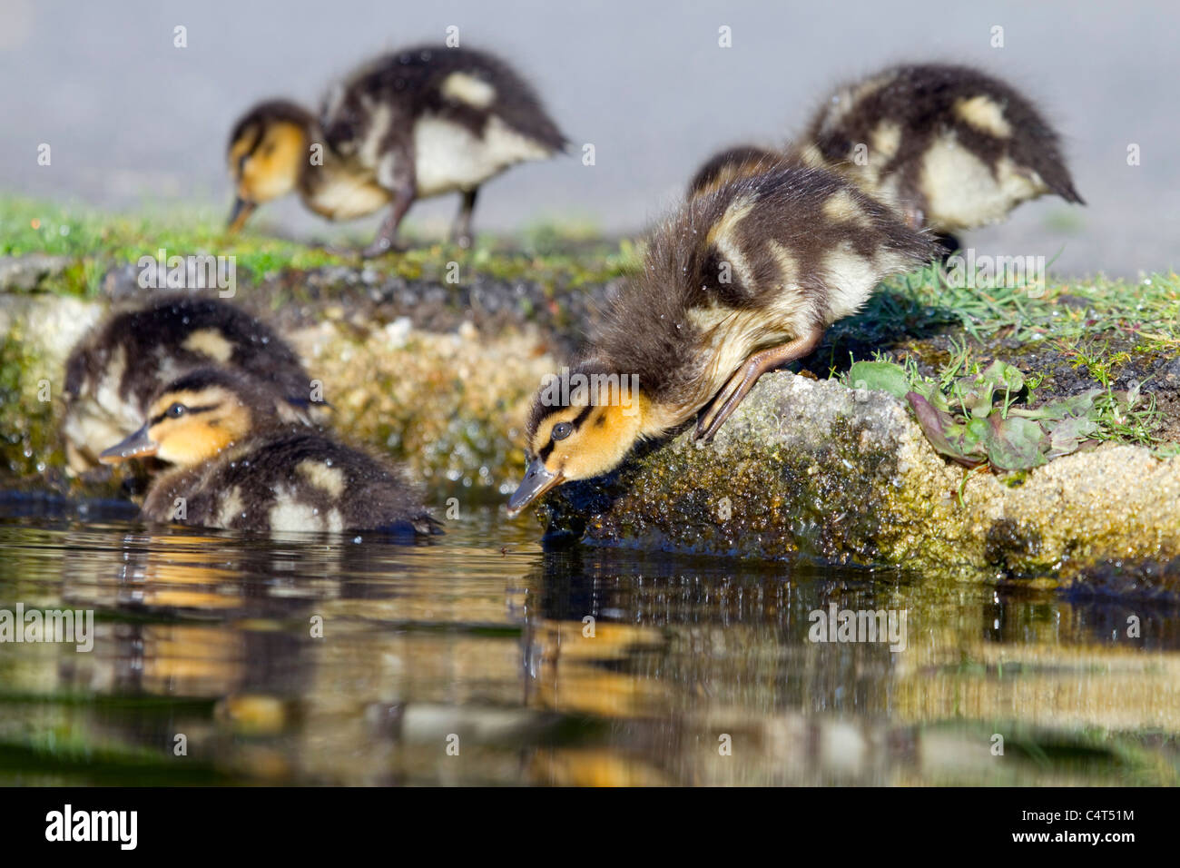 Stockente; Anas Platyrhynchos; Entenküken Stockfoto