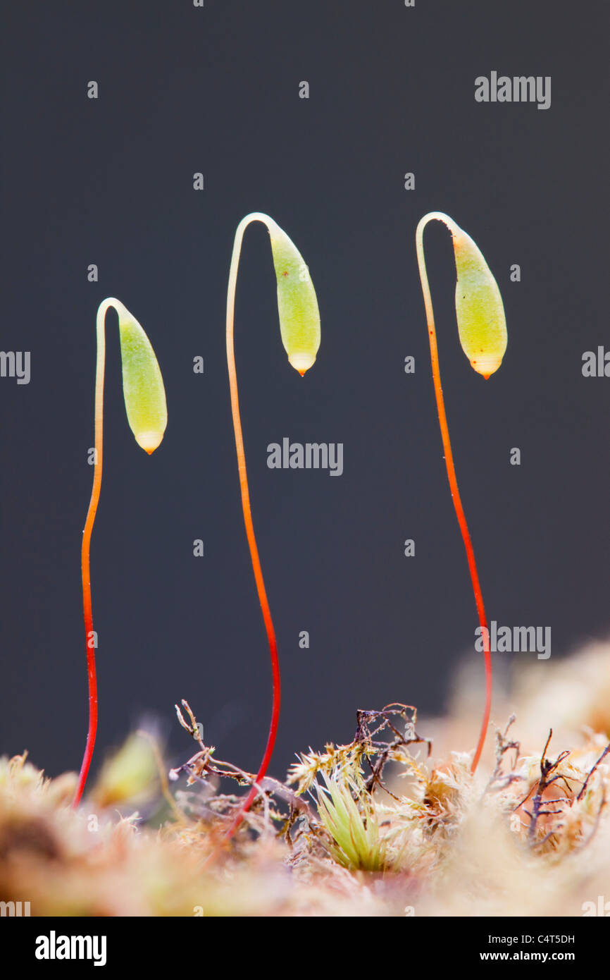 Moos-Spore-Kapsel; Bryum capillare Stockfoto