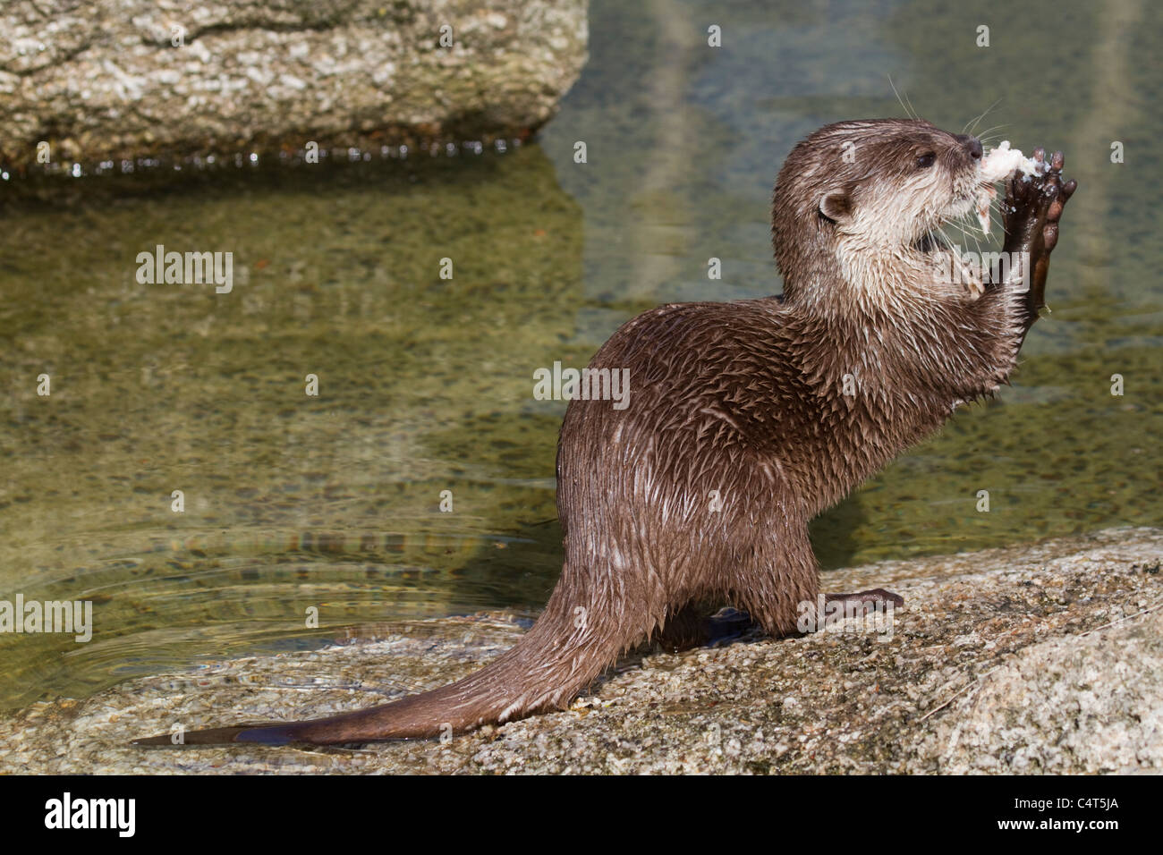 Asiatischen kurze Krallen Otter; Aonyx Cinerea; Gefangene Tier Stockfoto