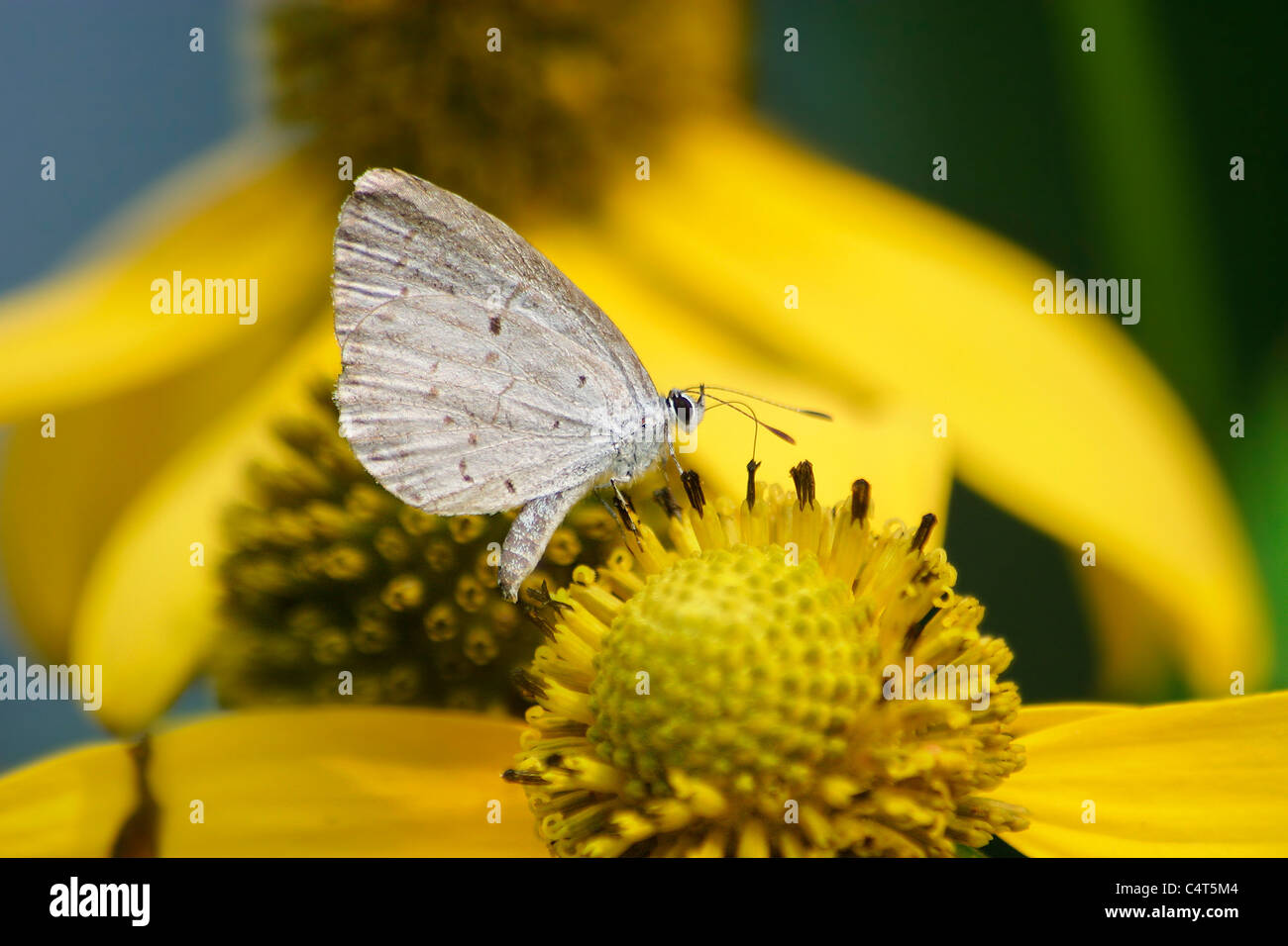 Ein kleiner Schmetterling, der Frühling Azure Celastrina Ladon, auf eine gelbe Blume Stockfoto