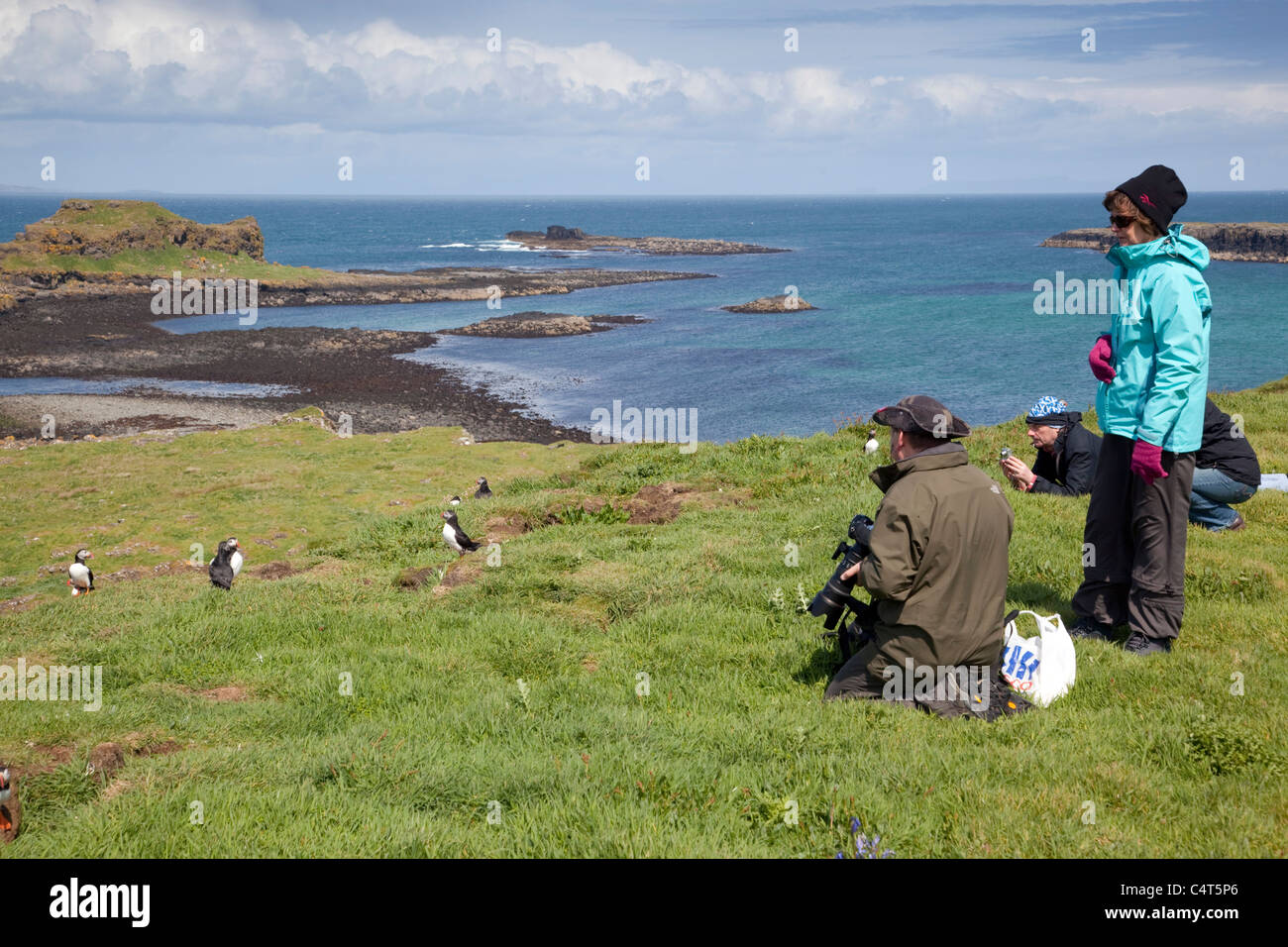 Papageientaucher auf Lunga zu fotografieren; Treshnish Isles; Schottland Stockfoto