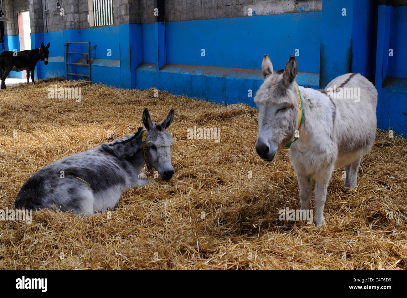 Welt berühmten Esel und Pony Hof in Beaminster, Devon, Vereinigtes Königreich zu retten. Pensionierte Tier werden kommen aus der ganzen Welt betreut. Stockfoto