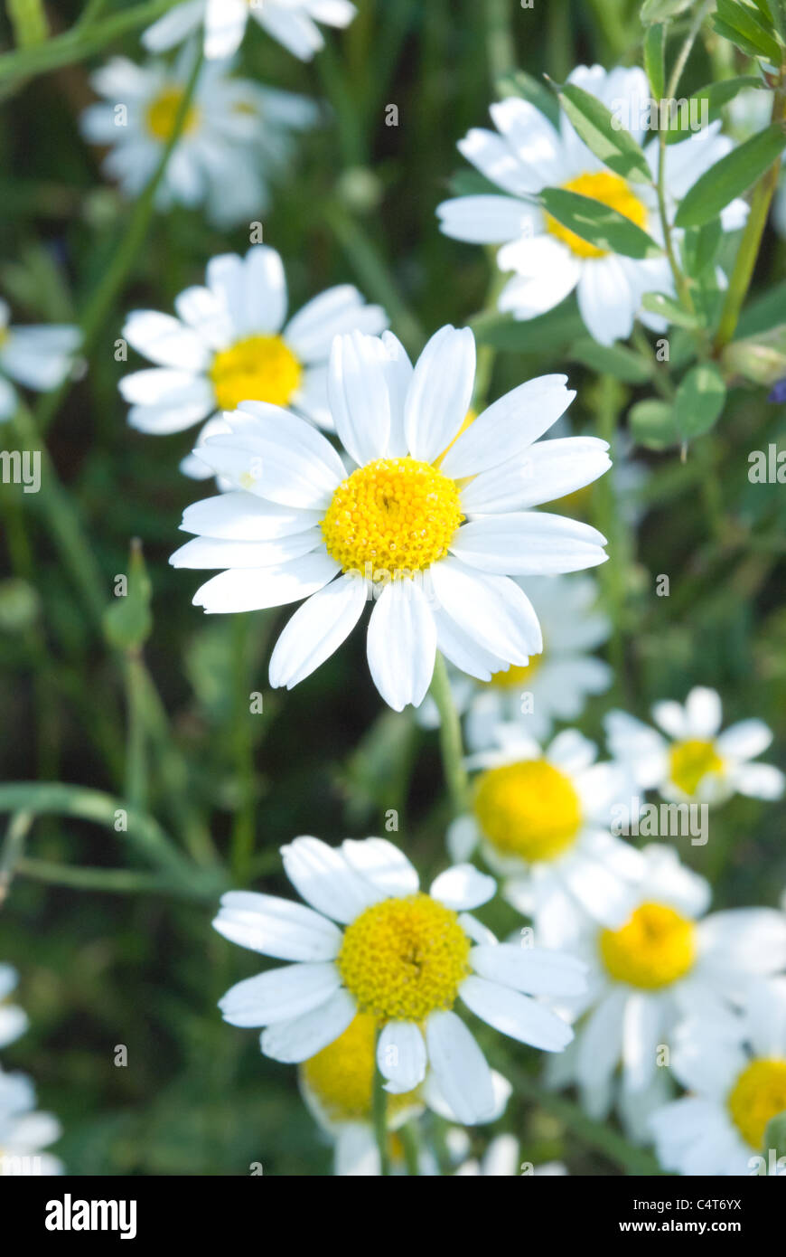 weiße Blüten Stockfoto