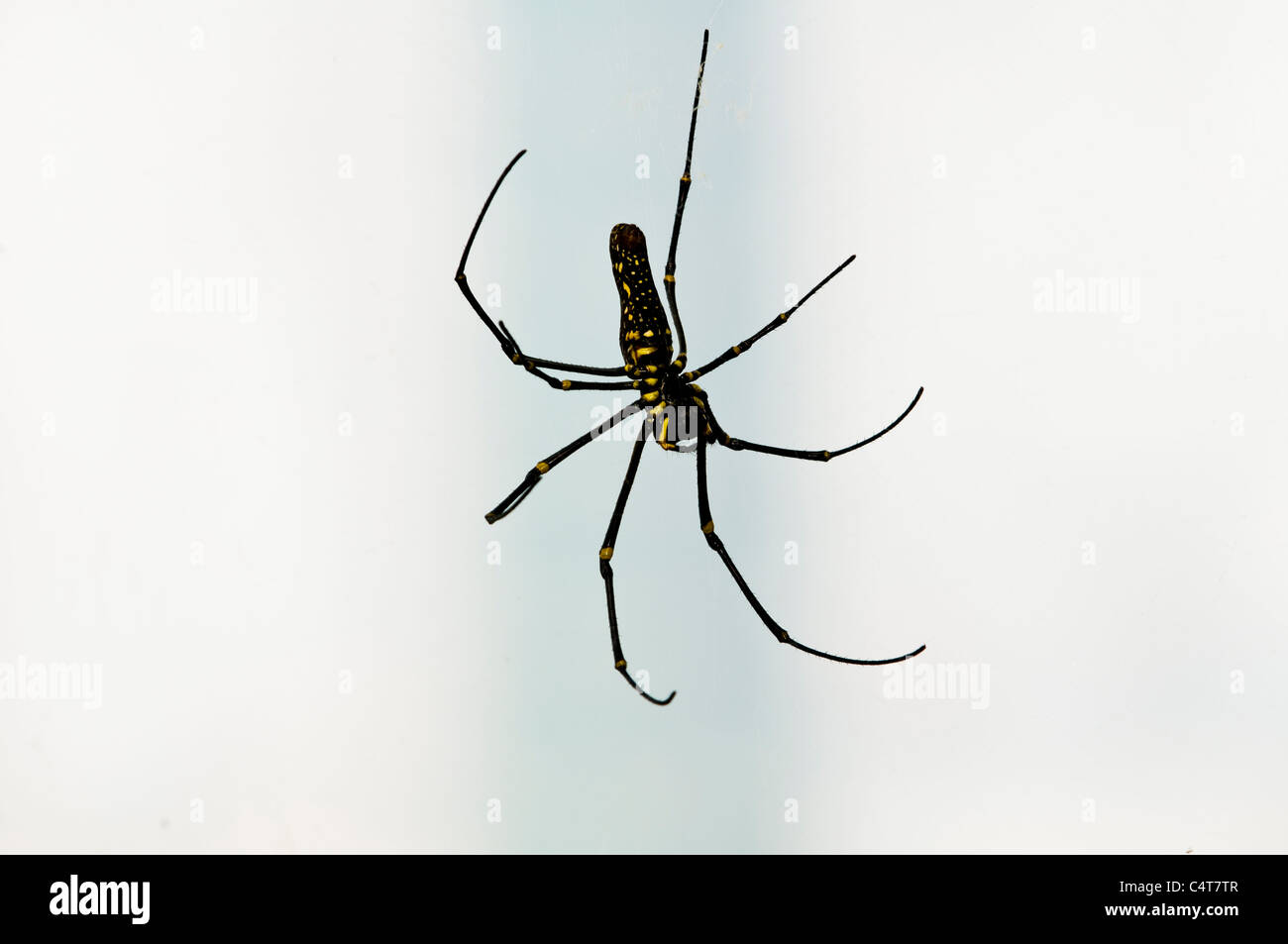 Eine Spinne Klettern Taipei 101. Stockfoto