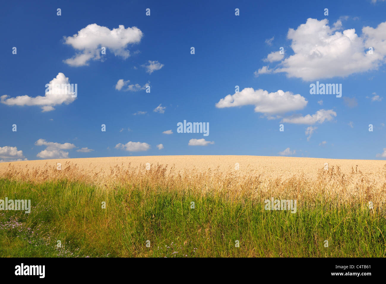 Weizen, Feld, Marktheidenfeld, Franken, Bayern, Deutschland Stockfoto