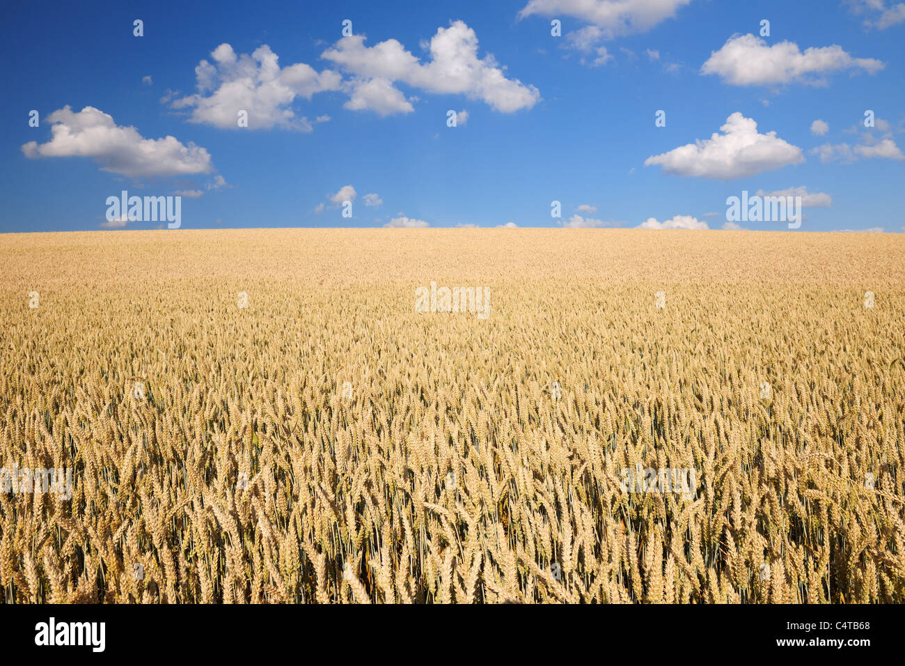 Weizen, Feld, Marktheidenfeld, Franken, Bayern, Deutschland Stockfoto