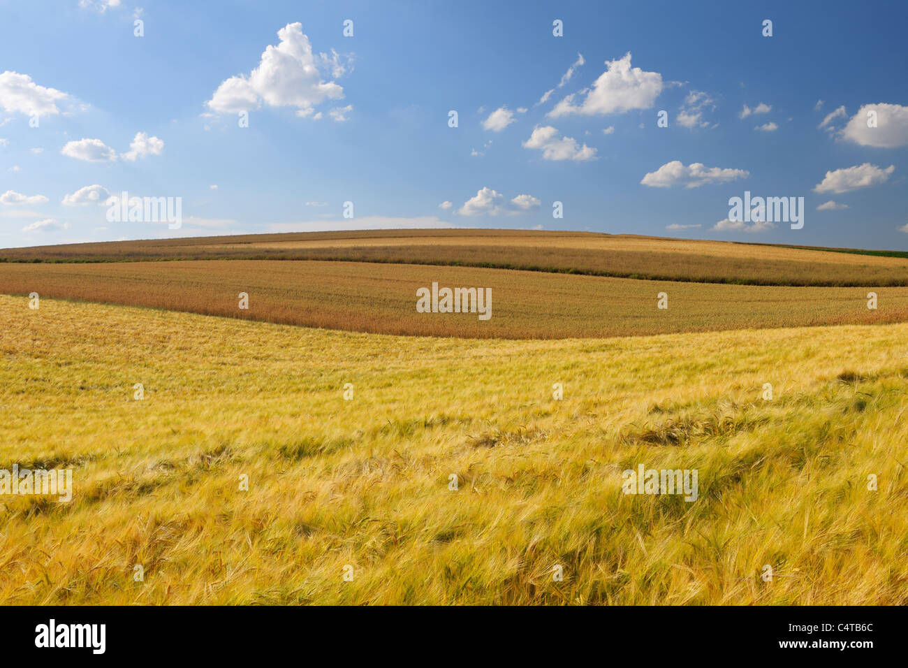 Korn Feld, Marktheidenfeld, Franken, Bayern, Deutschland Stockfoto