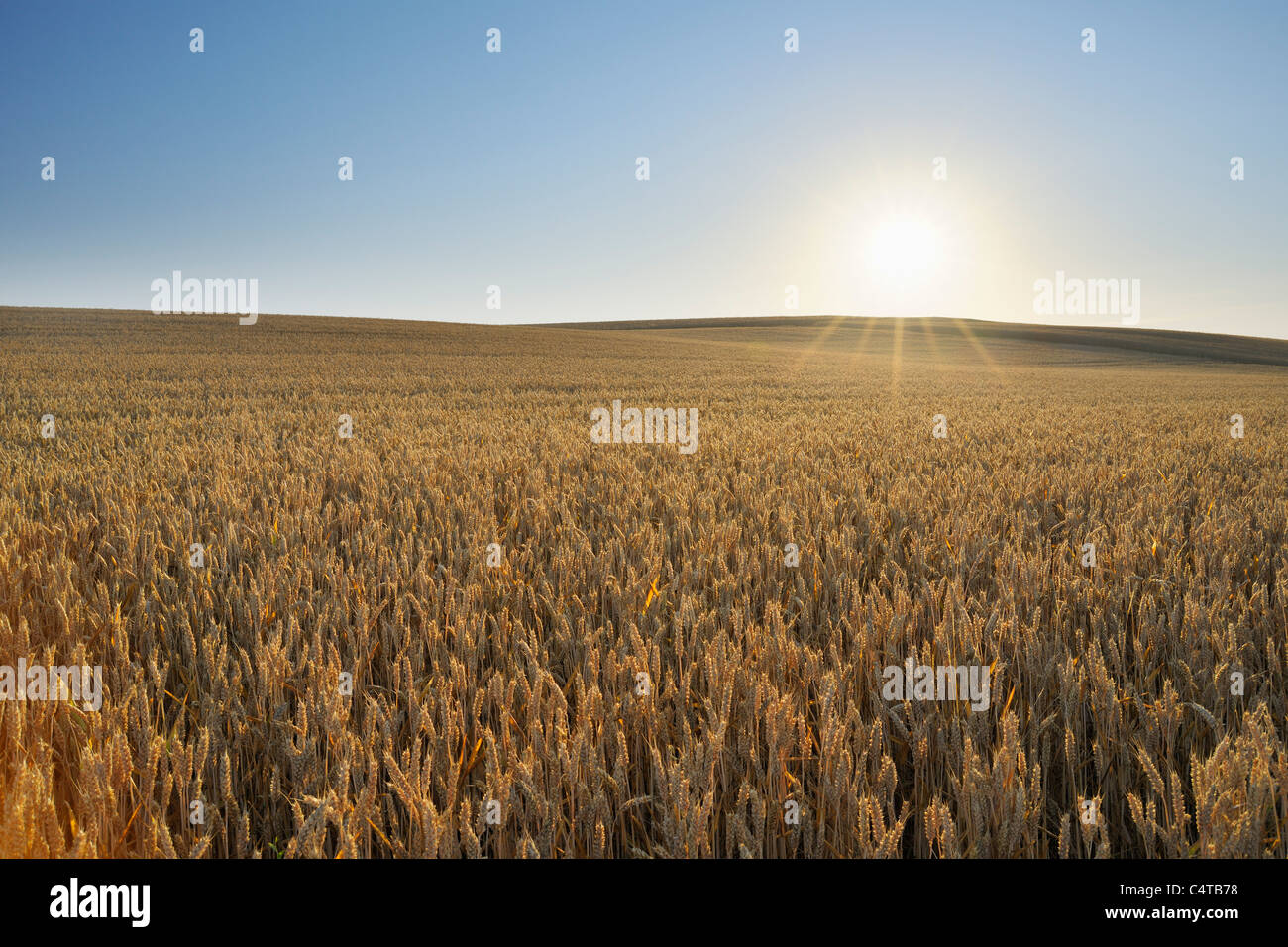 Weizen, Feld, Marktheidenfeld, Franken, Bayern, Deutschland Stockfoto