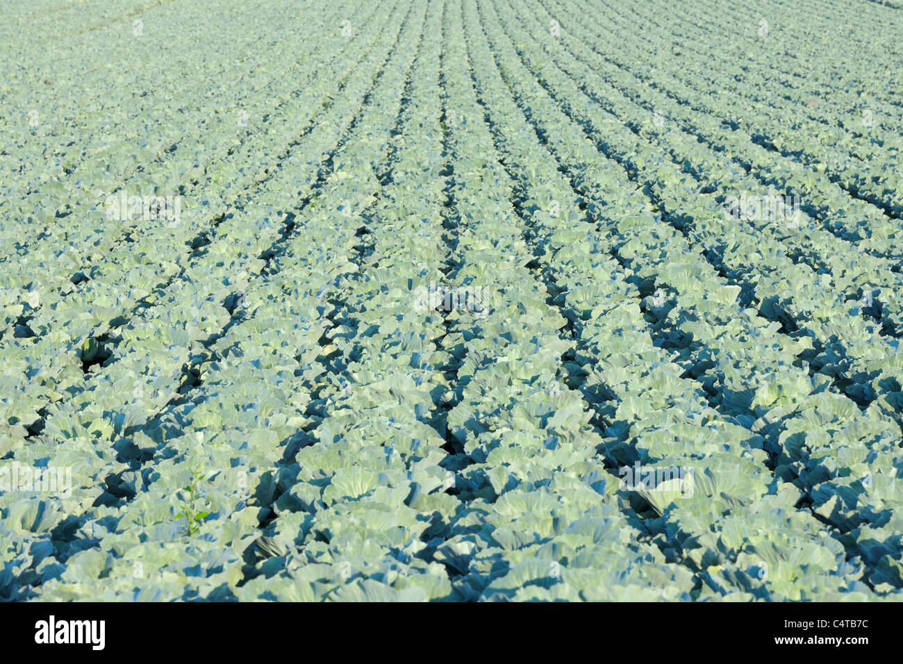 Grünkohl Feld, Unterpleichfeld, Würzburg District, Franken, Bayern, Deutschland Stockfoto