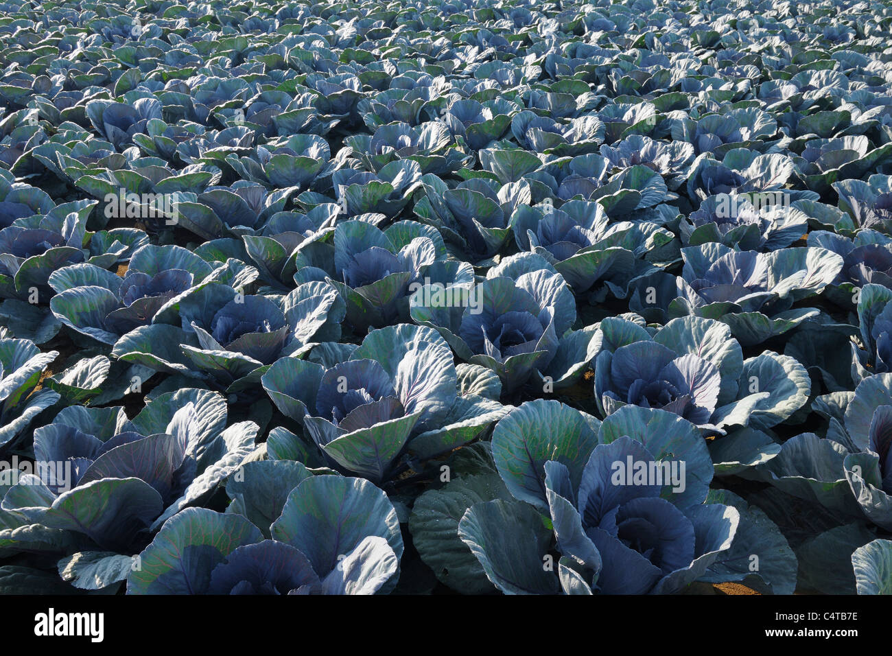 Rotkohl Feld, Unterpleichfeld, Würzburg District, Franken, Bayern, Deutschland Stockfoto