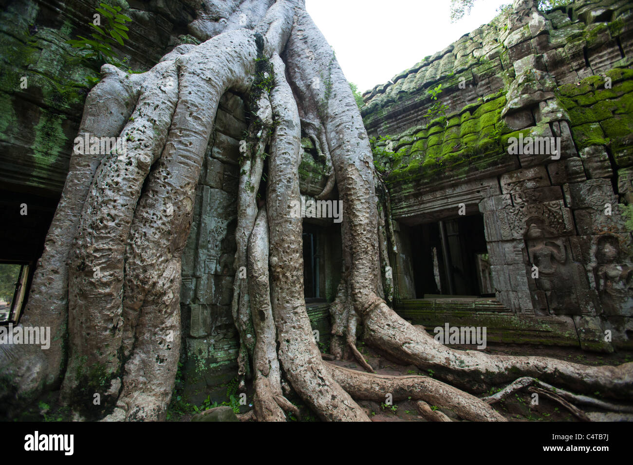 Ta Prohm hieß ursprünglich Rajavihar und wurde im 12. und frühen 13. Jahrhundert im Bayon-Stil gebaut. Stockfoto