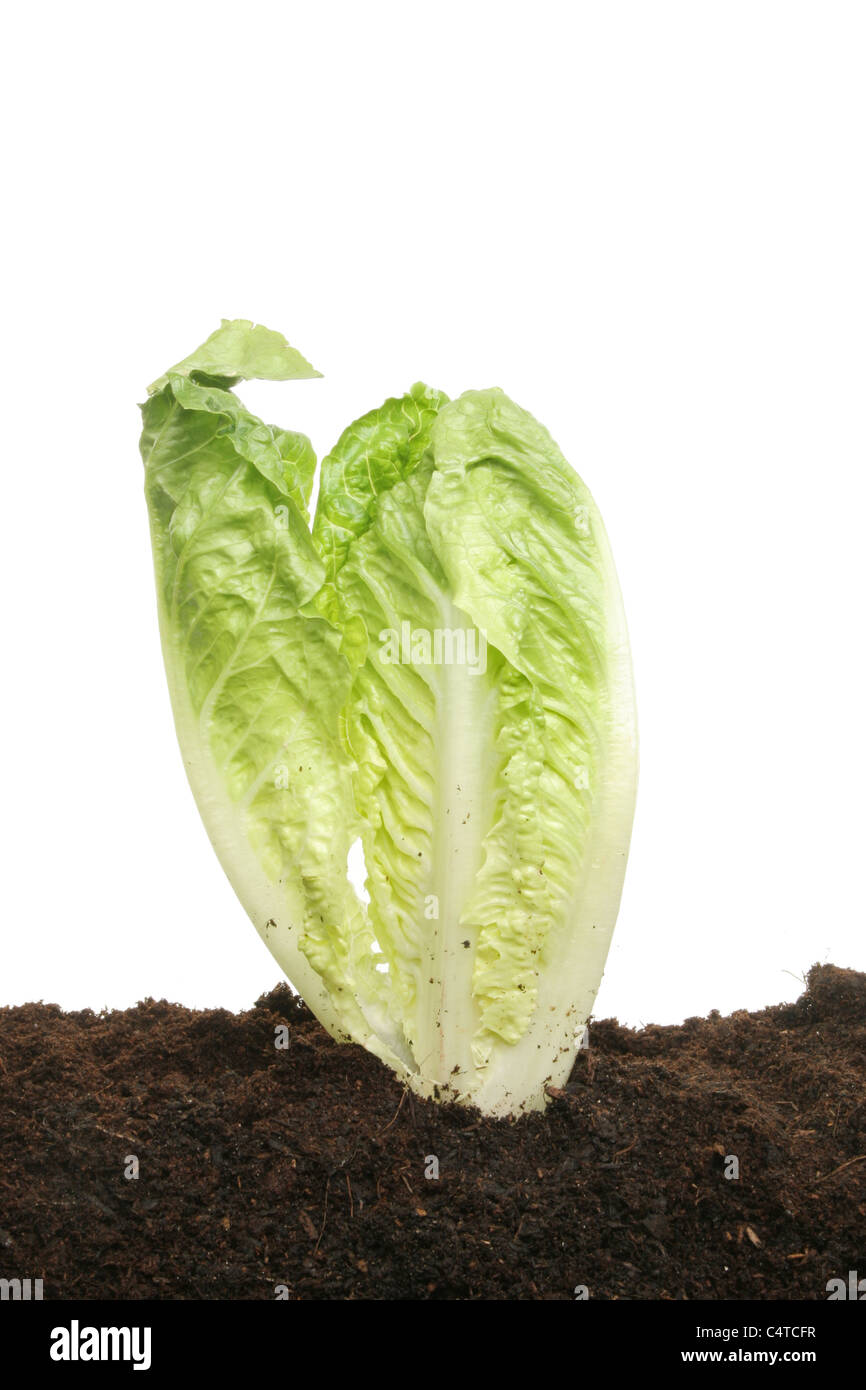 Salat, Salat, Pflanze, die im Boden vor einem weißen Hintergrund Stockfoto