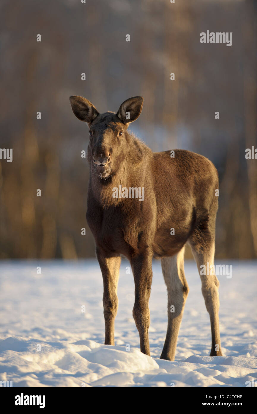 Elch, europäischer Elch (Alces Alces), juvenile stehen im Schnee, Norwegen. Stockfoto